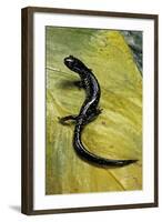 Plethodon Glutinosus (Northern Slimy Salamander)-Paul Starosta-Framed Photographic Print