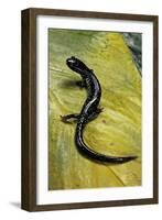 Plethodon Glutinosus (Northern Slimy Salamander)-Paul Starosta-Framed Photographic Print