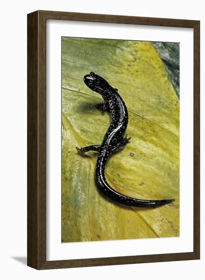 Plethodon Glutinosus (Northern Slimy Salamander)-Paul Starosta-Framed Photographic Print