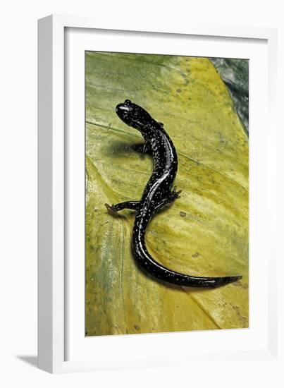 Plethodon Glutinosus (Northern Slimy Salamander)-Paul Starosta-Framed Photographic Print