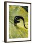 Plethodon Glutinosus (Northern Slimy Salamander)-Paul Starosta-Framed Photographic Print