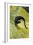 Plethodon Glutinosus (Northern Slimy Salamander)-Paul Starosta-Framed Photographic Print