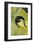 Plethodon Glutinosus (Northern Slimy Salamander)-Paul Starosta-Framed Photographic Print