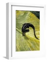 Plethodon Glutinosus (Northern Slimy Salamander)-Paul Starosta-Framed Photographic Print