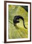 Plethodon Glutinosus (Northern Slimy Salamander)-Paul Starosta-Framed Photographic Print