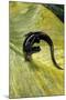 Plethodon Glutinosus (Northern Slimy Salamander)-Paul Starosta-Mounted Photographic Print