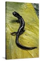 Plethodon Glutinosus (Northern Slimy Salamander)-Paul Starosta-Stretched Canvas
