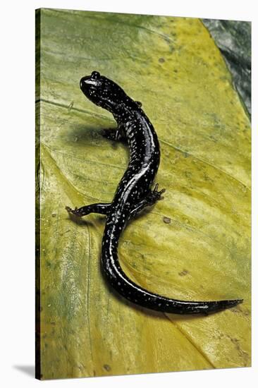 Plethodon Glutinosus (Northern Slimy Salamander)-Paul Starosta-Stretched Canvas