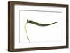 Pleurothallis Dilemma 4-Fabio Petroni-Framed Photographic Print