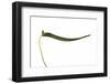 Pleurothallis Dilemma 4-Fabio Petroni-Framed Photographic Print