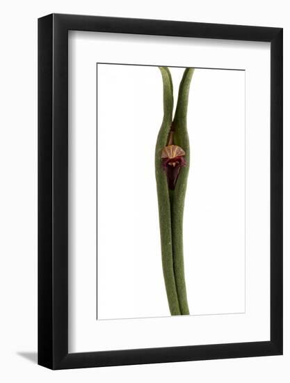 Pleurothallis Dilemma1-Fabio Petroni-Framed Photographic Print