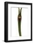 Pleurothallis Dilemma1-Fabio Petroni-Framed Photographic Print