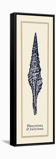 Pleurotoma Shell I-Gregory Gorham-Framed Stretched Canvas