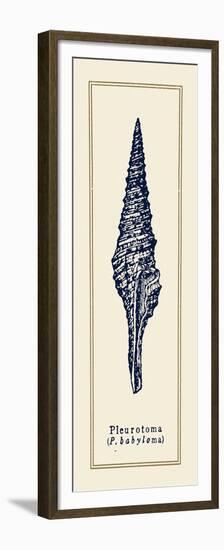 Pleurotoma Shell I-Gregory Gorham-Framed Premium Giclee Print