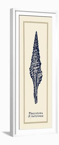 Pleurotoma Shell I-Gregory Gorham-Framed Premium Giclee Print