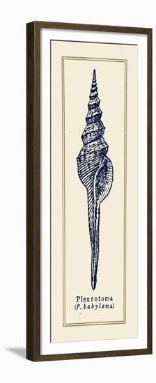 Pleurotoma Shell II-Gregory Gorham-Framed Premium Giclee Print