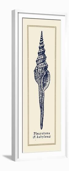 Pleurotoma Shell II-Gregory Gorham-Framed Premium Giclee Print