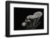 Pleurotus Cornucopiae (Cornucopia Mushroom, Branching Oyster)-Paul Starosta-Framed Photographic Print