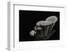 Pleurotus Cornucopiae (Cornucopia Mushroom, Branching Oyster)-Paul Starosta-Framed Photographic Print