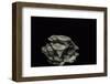 Pleurotus Cornucopiae (Cornucopia Mushroom, Branching Oyster)-Paul Starosta-Framed Photographic Print