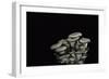 Pleurotus Cornucopiae (Cornucopia Mushroom, Branching Oyster)-Paul Starosta-Framed Photographic Print