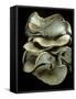 Pleurotus Ostreatus (Oyster Mushroom, Mock Oyster, Oyster Cap)-Paul Starosta-Framed Stretched Canvas