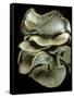 Pleurotus Ostreatus (Oyster Mushroom, Mock Oyster, Oyster Cap)-Paul Starosta-Framed Stretched Canvas