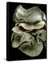 Pleurotus Ostreatus (Oyster Mushroom, Mock Oyster, Oyster Cap)-Paul Starosta-Framed Stretched Canvas