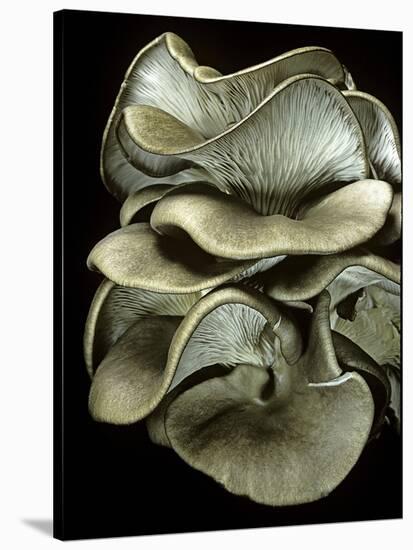 Pleurotus Ostreatus (Oyster Mushroom, Mock Oyster, Oyster Cap)-Paul Starosta-Stretched Canvas