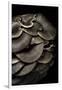 Pleurotus Ostreatus (Oyster Mushroom, Mock Oyster, Oyster Cap)-Paul Starosta-Framed Premium Photographic Print