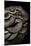Pleurotus Ostreatus (Oyster Mushroom, Mock Oyster, Oyster Cap)-Paul Starosta-Mounted Premium Photographic Print