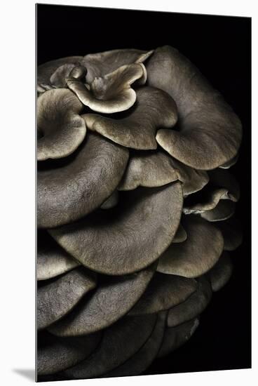 Pleurotus Ostreatus (Oyster Mushroom, Mock Oyster, Oyster Cap)-Paul Starosta-Mounted Premium Photographic Print