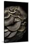 Pleurotus Ostreatus (Oyster Mushroom, Mock Oyster, Oyster Cap)-Paul Starosta-Stretched Canvas