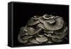 Pleurotus Ostreatus (Oyster Mushroom, Mock Oyster, Oyster Cap)-Paul Starosta-Framed Stretched Canvas