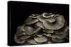 Pleurotus Ostreatus (Oyster Mushroom, Mock Oyster, Oyster Cap)-Paul Starosta-Stretched Canvas