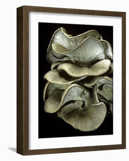 Pleurotus Ostreatus (Oyster Mushroom, Mock Oyster, Oyster Cap)-Paul Starosta-Framed Photographic Print