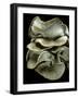 Pleurotus Ostreatus (Oyster Mushroom, Mock Oyster, Oyster Cap)-Paul Starosta-Framed Photographic Print