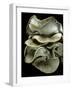 Pleurotus Ostreatus (Oyster Mushroom, Mock Oyster, Oyster Cap)-Paul Starosta-Framed Photographic Print