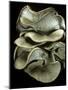 Pleurotus Ostreatus (Oyster Mushroom, Mock Oyster, Oyster Cap)-Paul Starosta-Mounted Photographic Print