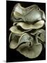 Pleurotus Ostreatus (Oyster Mushroom, Mock Oyster, Oyster Cap)-Paul Starosta-Mounted Photographic Print