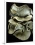 Pleurotus Ostreatus (Oyster Mushroom, Mock Oyster, Oyster Cap)-Paul Starosta-Framed Photographic Print