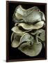 Pleurotus Ostreatus (Oyster Mushroom, Mock Oyster, Oyster Cap)-Paul Starosta-Framed Photographic Print