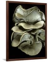 Pleurotus Ostreatus (Oyster Mushroom, Mock Oyster, Oyster Cap)-Paul Starosta-Framed Photographic Print