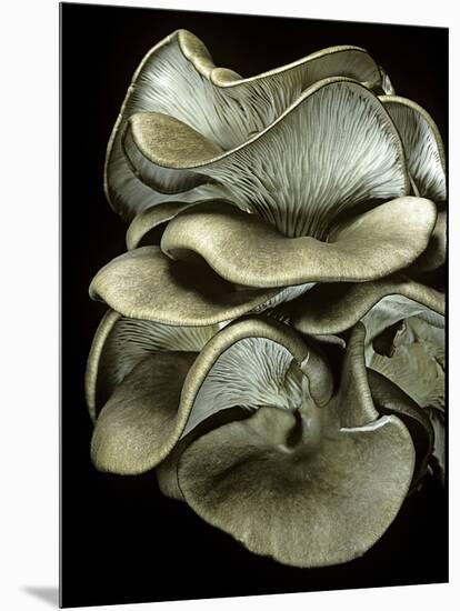 Pleurotus Ostreatus (Oyster Mushroom, Mock Oyster, Oyster Cap)-Paul Starosta-Mounted Photographic Print