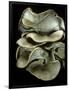 Pleurotus Ostreatus (Oyster Mushroom, Mock Oyster, Oyster Cap)-Paul Starosta-Framed Photographic Print