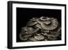 Pleurotus Ostreatus (Oyster Mushroom, Mock Oyster, Oyster Cap)-Paul Starosta-Framed Photographic Print