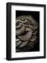 Pleurotus Ostreatus (Oyster Mushroom, Mock Oyster, Oyster Cap)-Paul Starosta-Framed Photographic Print