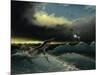 Pliosaurus Irgisensis Attacking a Shark-null-Mounted Art Print