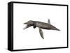 Pliosaurus Kevani, Late Jurassic of England-null-Framed Stretched Canvas