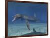 Pliosaurus Kevani, Late Jurassic of England-null-Framed Art Print